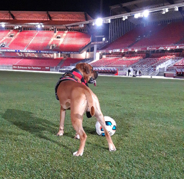 Hund Max auf Stadionrasen